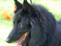 60 Helena of the beautiful black one